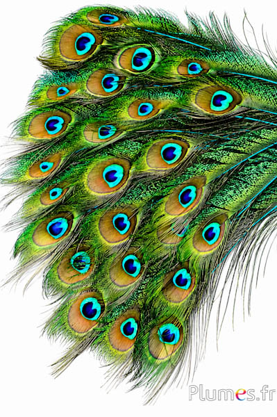 Pfau blau Schwert - 25-35 cm - türkis